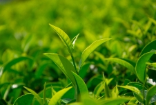 茶葉品牌應利用包裝設計來展示產(chǎn)品品質(zhì)、地域特色等提升品牌形象和競爭力